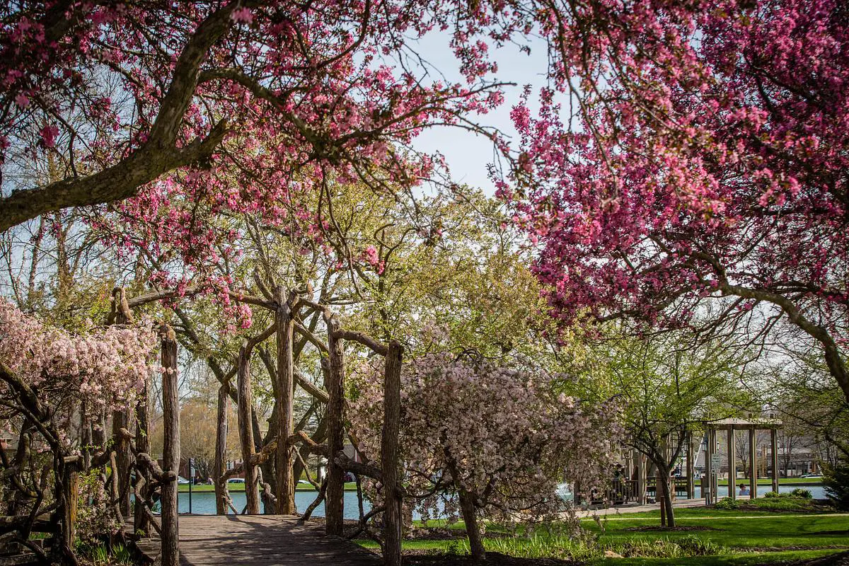 Campus in the spring