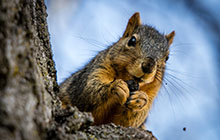 Northwest Email Encryption