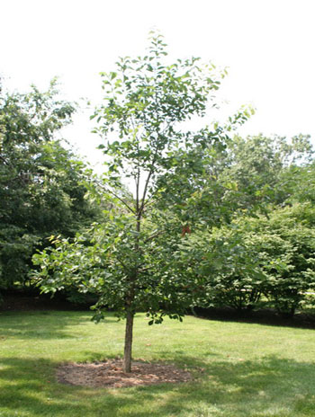 Summer '08 - Swamp Chestnut Oak