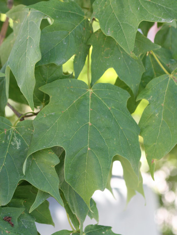sugar maple leaf images