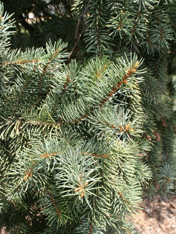 Leaf - Colorado Blue Spruce