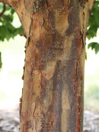 paperbark maple bark