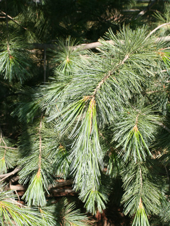 Leaf - Limber Pine