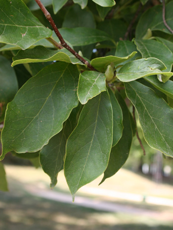 Leaf - Saucer Magnolia