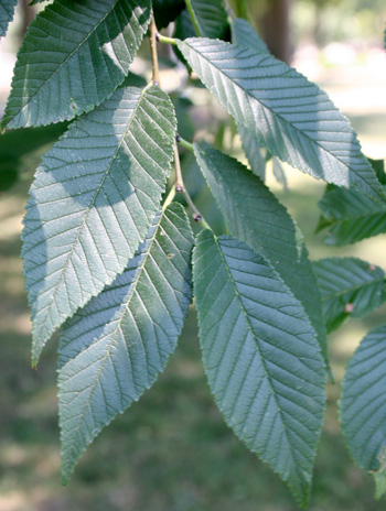 Leaf - Siberian Elm
