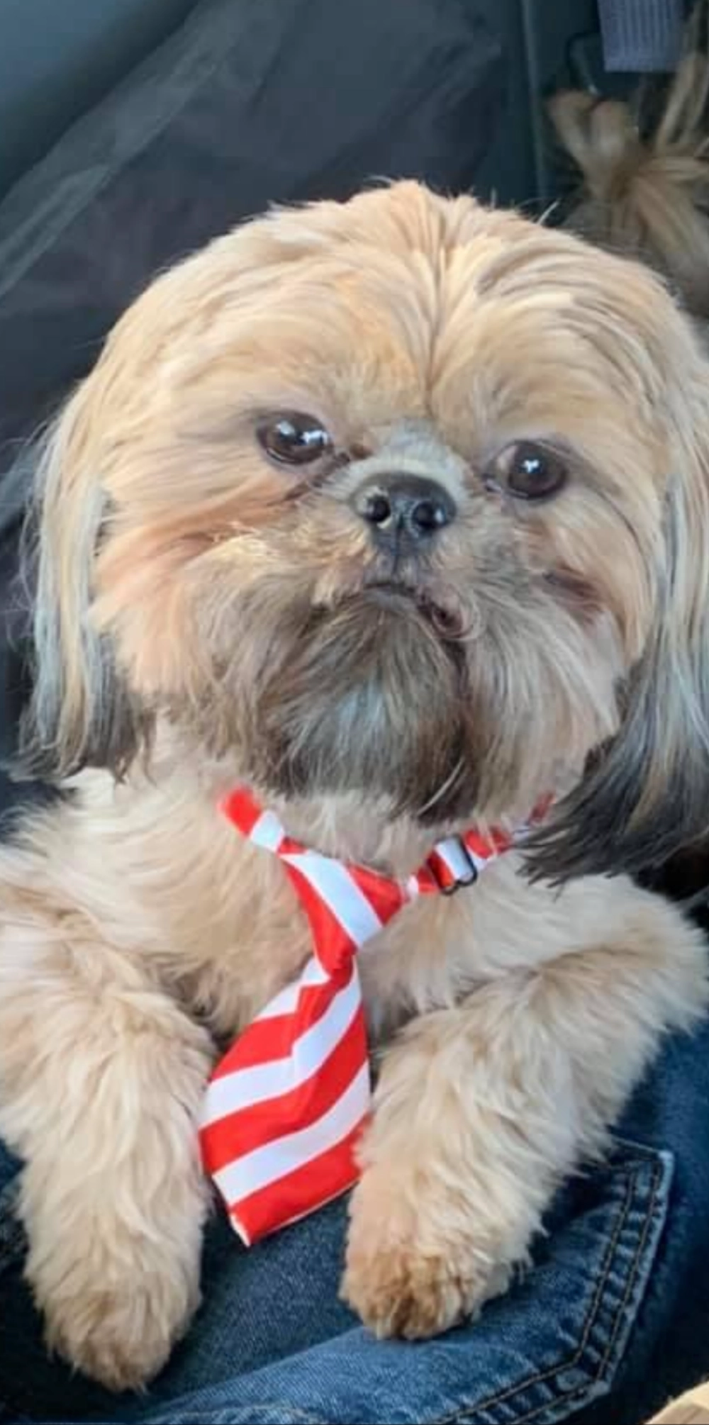 Skipper