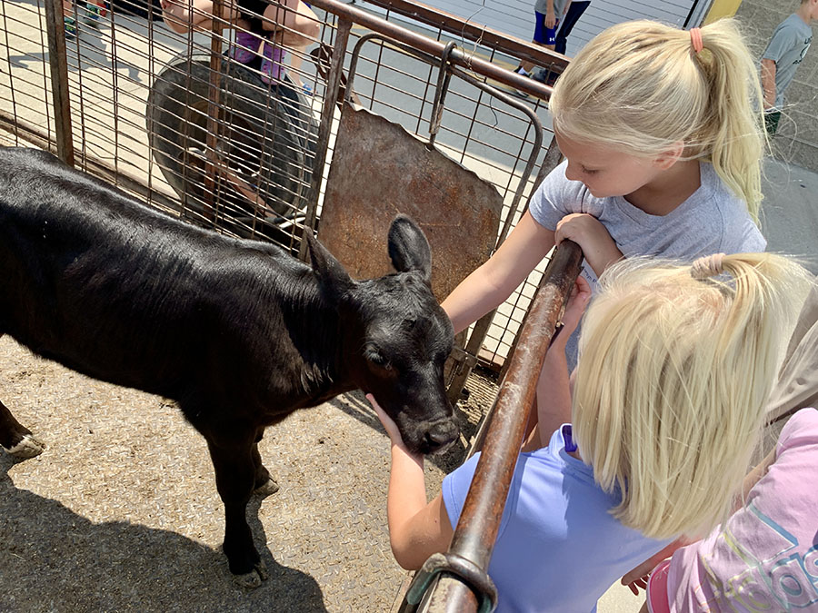 Ag campers at Northwest had an opportunity to interact with a dairy calf on Friday. (Photo by Mark Hornickel/Northwest Missouri State University)