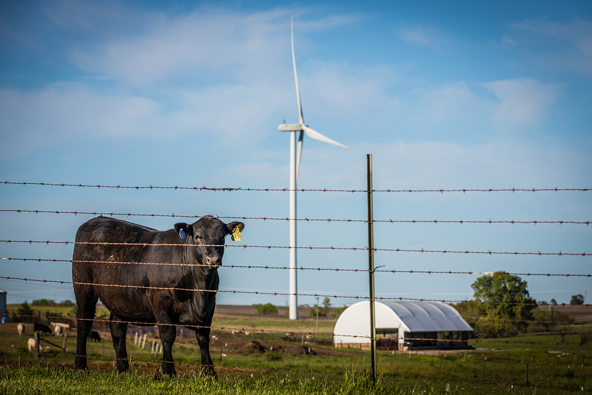 The R.T. Wright Farm is home to a beef herd composed of Angus and Charolais cattle with a dairy herd of Jersey, Holstein and Brown Swiss cattle. (Photo by Todd Weddle/Northwest Missouri State University)